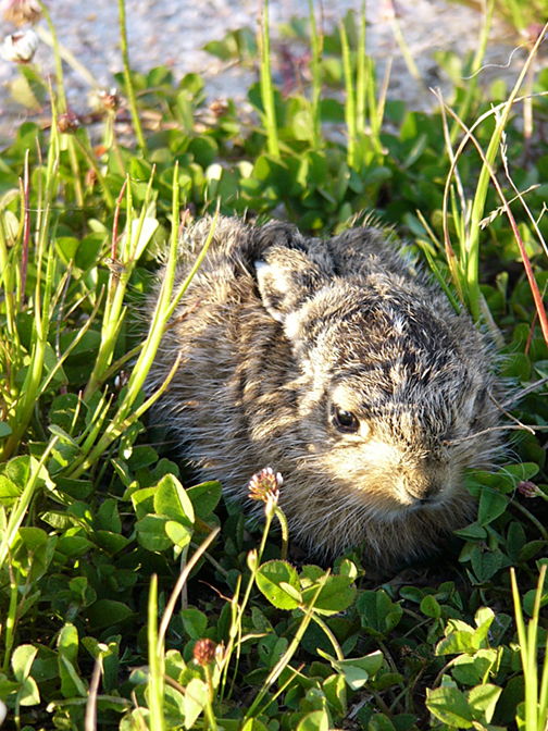 Petit locataire parti sans laisser d'adresse