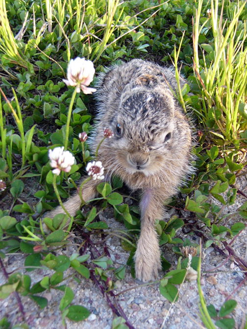 Petit locataire parti sans laisser d'adresse